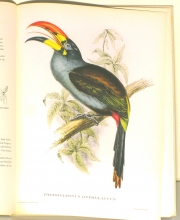 Exotische Vogel 01/24